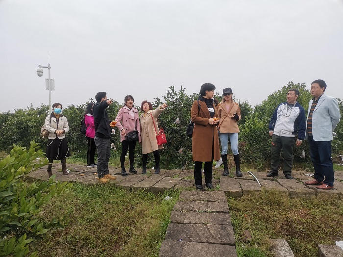 2021年3月5日，九三学社自贡市委在大安区新店镇何院村开展“学四史，忆社史”庆祝中国共产党成立100周年“三八节”妇女节活动。图为女社员参观柑橘种植基地（调）.jpg